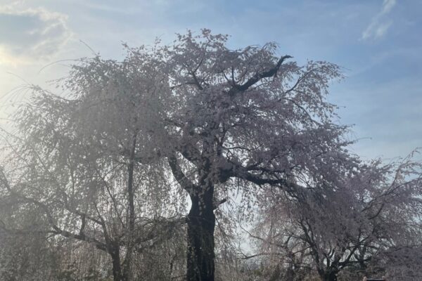 京都のしだれ桜を見に、15分できものを着てホテルを飛び出した